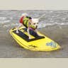 Loews_Surf_Dog_Bobby