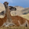 Guanacos sit during a ceremony in Patagonia Park, Chile, January 29, 2018