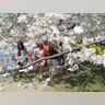 Cherry_Blossom_4
