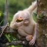 An albino orangutan eating a watermelon at Nyaru Menteng Orangutan Rehabilitation Center in Central Kalimantan, Indonesia