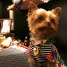 Pink__a_Yorkshire_Terrier