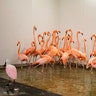 Flamingos take refuge in a shelter ahead of the downfall of Hurricane Irma at the zoo in Miami, Florida, September 9, 2017