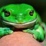 An Australian Green Tree frog named 