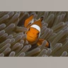 Clown Anemonefish