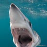 Open Wide: Shortfin Mako Shark