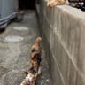 Cat_Island_6