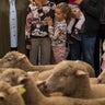 Spain_Sheep_Crossing_Garc