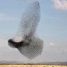 A murmuration of migrating starlings is seen across the sky near the village of Beit Kama in southern Israel, January 16, 2018