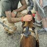 David Beckham makes a new friend during a visit to Afghanistan