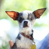 Ugly_Dog_2013___Princess_Abby
