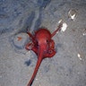 Deep-Water Octopus