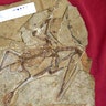 Darwinopterus_fossil