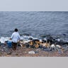 Cat_Island_26
