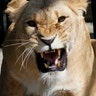 Lioness