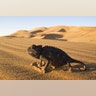 Desert Chameleon