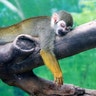 A squirrel monkey rests on a tree branch on a hot day at a zoo in Zhengzhou, Henan province, China July 19, 2017