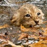 Lioness Takes a Dip