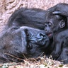 Baby gorilla Kio, born on December 5, 2017, relaxes besides his mother Kumili at the zoo in Leipzig, Germany, February 7, 2018