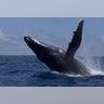 Humpback Whale
