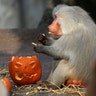 Halloween_at_the_zoo_6