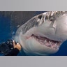 Great White Shark