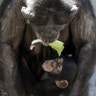 A mother chimp holds a piece of lettuce in her mouth