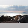 Cat_Island_32