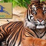 San Antonio Zoo Tiger Attack