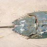 Horseshoe Crab