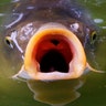 A carp swims on the surface of a pond in the Palmengarten park in Frankfurt, Germany, August 14