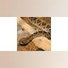 Eastern Diamondback Rattlesnake