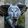 Mykh, a 1.5-year-old great gray owl, flies through a window during a training session to tame animals in Krasnoyarsk, Russia October 17, 2017