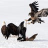 Eagles_Battle