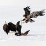 Eagles_Battle