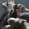 A mother chimp relaxes with her baby at Chimp Haven