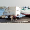 Cat_Island_7