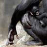 A one-week-old baby bonobo clings to its mother at Planckendael zoo in Mechelen, Belgium, August 9, 2017