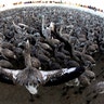 Flamingo chicks before being fitted with identity rings in the Fuente de Piedra natural reserve, near Malaga, southern Spain, July 29, 2017