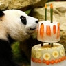 Xing Ya eats his birthday icecake celebrating his 4th birthday at the Ouwehands Zoo in Rhenen, the Netherlands, August 8, 2017