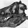 Rex Skull