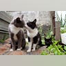 From_Cat_Island_1