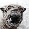 Frosted Sheep