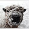 Frosted Sheep