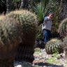 Cactus_endangered__6_