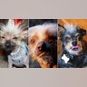 Ugly_Dog_2013___COVER