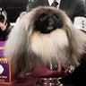 dog_show3__11_