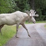 A rare white moose is spotted in Gunnarskog, Varmland province, Sweden, July 31, 2017