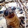 Baby_Sea_Lion_in_the_Brush_on_Chinese_Hat