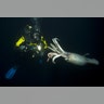 Humboldt Squid