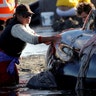 Volunteers help after one of the country's largest recorded mass whale stranding, in New Zealand.